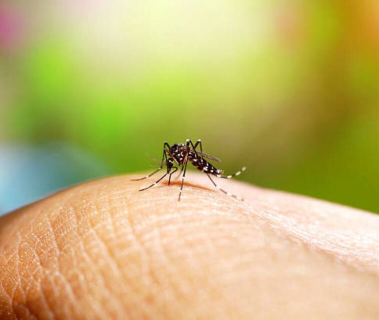 Dengue Hay 40.114 casos de la enfermedad en Colombia Finanzas
