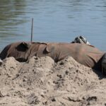 Bomba intacta de la era de la Segunda Guerra Mundial descubierta en el río Po de Italia después de una sequía extrema | Noticias de Buenaventura, Colombia y el Mundo