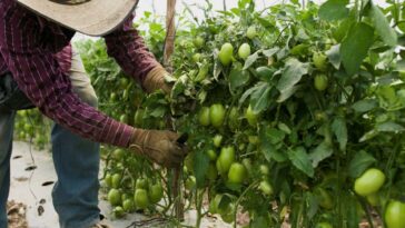 Mejorar el financiamiento agropecuario, tarea pendiente | Finanzas | Economía