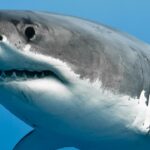 Adolescente atacado por enorme tiburón blanco | Noticias de Buenaventura, Colombia y el Mundo