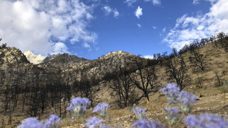 Sierra Nevada finalmente comienza a ver el regreso de la vida un año después del devastador incendio forestal | Noticias de Buenaventura, Colombia y el Mundo