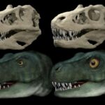 No solo brazos diminutos: T. rex también tenía ojos súper pequeños para adaptarse a su gran mordisco. | Noticias de Buenaventura, Colombia y el Mundo