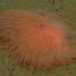Extraño gusano de aguas profundas parece un trozo luminoso de espagueti | Noticias de Buenaventura, Colombia y el Mundo