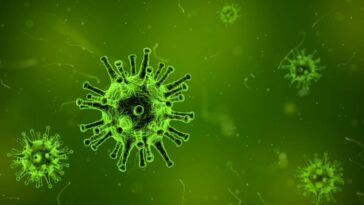 Docenas en China infectadas con el virus Langya encontradas en musarañas | Noticias de Buenaventura, Colombia y el Mundo
