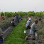 EEUU: Empresario se declara culpable de extorsionar a trabajadores agrícolas mexicanos | Noticias de Buenaventura, Colombia y el Mundo