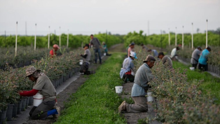 EEUU: Empresario se declara culpable de extorsionar a trabajadores agrícolas mexicanos | Noticias de Buenaventura, Colombia y el Mundo