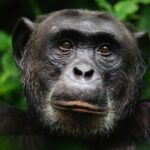 Los chimpancés muestran sus ritmos de tambor 'característicos' | Noticias de Buenaventura, Colombia y el Mundo