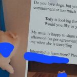El dueño del perro propone tener un perro a tiempo parcial a la familia | Noticias de Buenaventura, Colombia y el Mundo