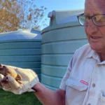 Sapos de caña encontrados en las afueras de Sydney | Noticias de Buenaventura, Colombia y el Mundo