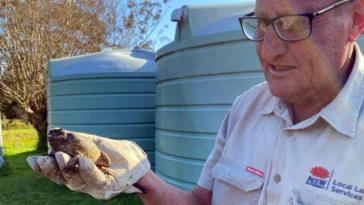Sapos de caña encontrados en las afueras de Sydney | Noticias de Buenaventura, Colombia y el Mundo