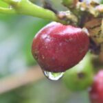 Caficultura quindiana: el departamento ha recuperado 362 hectáreas sembradas de café