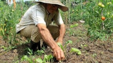 Colombia como despensa de alimentos para el mundo: el camino que debe recorrer | Finanzas | Economía