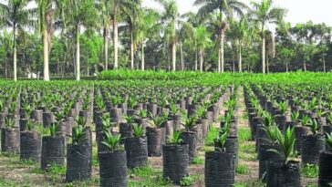 La industria del aceite de palma es actualmente líder a nivel mundial en la provisión de aceites y grasas.