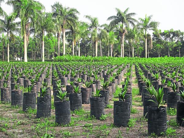 La industria del aceite de palma es actualmente líder a nivel mundial en la provisión de aceites y grasas.