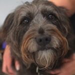 Los perros pueden olfatear el estrés en el aliento del dueño | Noticias de Buenaventura, Colombia y el Mundo