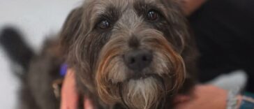 Los perros pueden olfatear el estrés en el aliento del dueño | Noticias de Buenaventura, Colombia y el Mundo