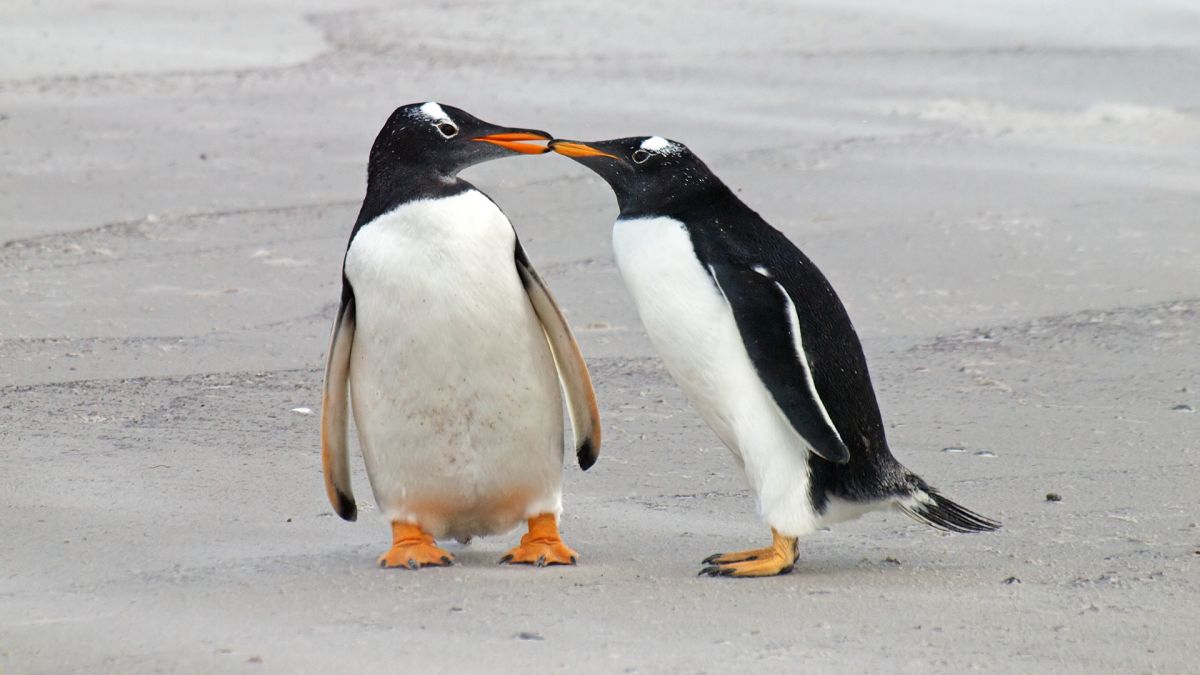 Son Los Pingüinos Realmente Monógamos? | Noticias De Buenaventura, Colombia  Y El Mundo