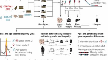 Un estudio con ratones sugiere que la genética de la longevidad está influenciada tanto por el género como por la edad | Noticias de Buenaventura, Colombia y el Mundo