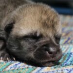 Científicos chinos presentan al primer lobo ártico clonado del mundo | Noticias de Buenaventura, Colombia y el Mundo