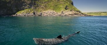 Los tiburones peregrinos obtienen un estatus de protección especial en Irlanda | Noticias de Buenaventura, Colombia y el Mundo