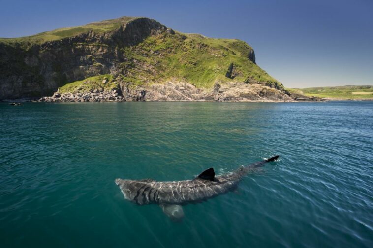 Los tiburones peregrinos obtienen un estatus de protección especial en Irlanda | Noticias de Buenaventura, Colombia y el Mundo