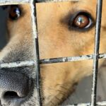 Una pareja enferma le corta la cola a un perro | Noticias de Buenaventura, Colombia y el Mundo