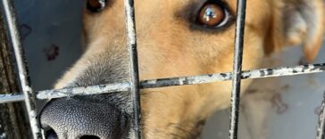 Una pareja enferma le corta la cola a un perro | Noticias de Buenaventura, Colombia y el Mundo