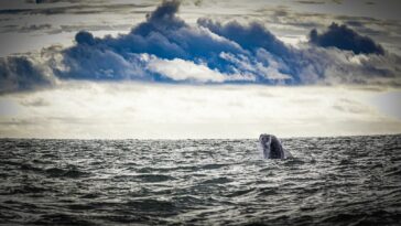 Más de 215 mil personas visitaron Buenaventura durante la temporada de avistamiento de ballenas: Dimar | Noticias de Buenaventura, Colombia y el Mundo