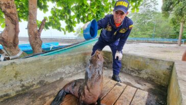 Dimar asiste y libera a lobo marino herido en el Pacífico colombiano  | Noticias de Buenaventura, Colombia y el Mundo