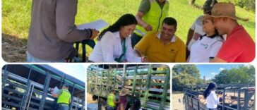 El ICA garantizó la sanidad en subasta ganadera de Arauca