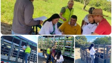 El ICA garantizó la sanidad en subasta ganadera de Arauca