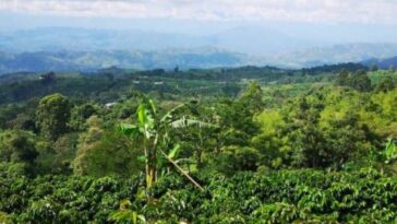 La estrategia para impulsar el turismo del Huila con ‘Ruta del café | Gobierno | Economía