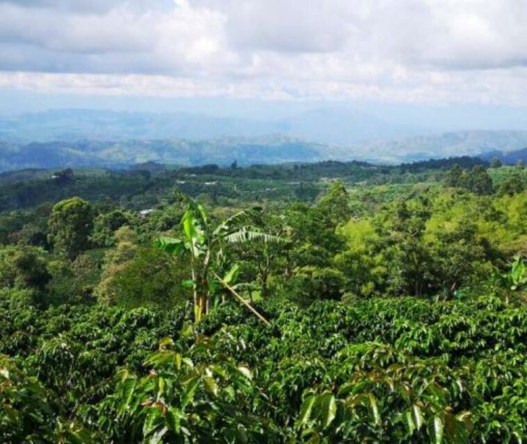La estrategia para impulsar el turismo del Huila con ‘Ruta del café | Gobierno | Economía