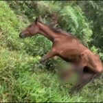 Cuidarán del caballo que fue salvado con una pata destrozada, solo y abandonado en zona rural de Jamundí