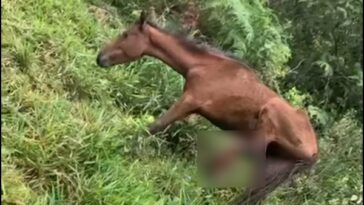 Cuidarán del caballo que fue salvado con una pata destrozada, solo y abandonado en zona rural de Jamundí
