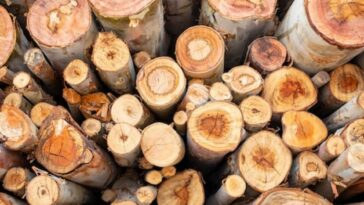 Reforma tributaria: Estos serían los efectos de la tributaria en la industria forestal | Reforma tributaria | Economía