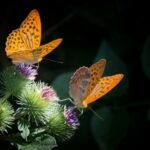 Los patrones de las alas de las mariposas emergen de la antigüedad "basura" ADN | Noticias de Buenaventura, Colombia y el Mundo