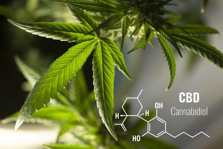 Una nueva prueba de orina podría ayudar a reducir el uso de los últimos cannabinoides sintéticos para ingresar a la escena de las drogas. | Noticias de Buenaventura, Colombia y el Mundo
