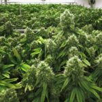 Marruecos otorga los primeros permisos de producción de cannabis a los agricultores | Noticias de Buenaventura, Colombia y el Mundo