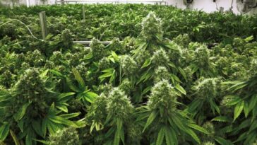Marruecos otorga los primeros permisos de producción de cannabis a los agricultores | Noticias de Buenaventura, Colombia y el Mundo