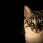 Personas muy emocionales atraídas por los gatos para programas de alivio del estrés. | Noticias de Buenaventura, Colombia y el Mundo