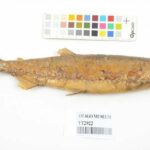 El ADN resuelve un misterio centenario sobre el único pez de agua dulce extinto de Nueva Zelanda | Noticias de Buenaventura, Colombia y el Mundo