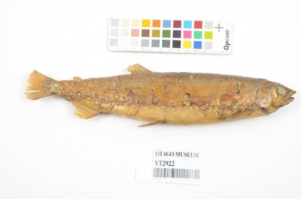 El ADN resuelve un misterio centenario sobre el único pez de agua dulce extinto de Nueva Zelanda | Noticias de Buenaventura, Colombia y el Mundo