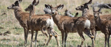 Los pozos de gas detienen a los ciervos durante la migración de primavera | Noticias de Buenaventura, Colombia y el Mundo
