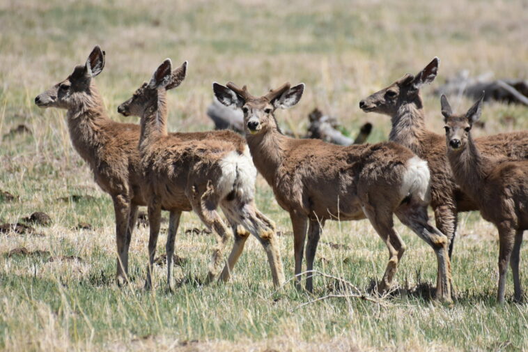 Los pozos de gas detienen a los ciervos durante la migración de primavera | Noticias de Buenaventura, Colombia y el Mundo