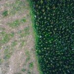 Drax: el propietario de la central eléctrica del Reino Unido tala bosques primarios en Canadá | Noticias de Buenaventura, Colombia y el Mundo