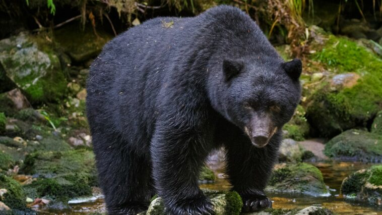 Funcionarios de vida silvestre de Washington matan a un oso negro que atacó a una mujer que paseaba a un perro | Noticias de Buenaventura, Colombia y el Mundo