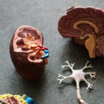 Un estudio evalúa las trayectorias de los síntomas y los resultados en pacientes con enfermedad renal | Noticias de Buenaventura, Colombia y el Mundo