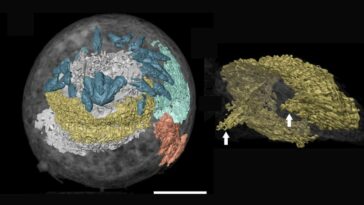 Primo antiguo del gusano del pene fosilizado con su cerebro en forma de dona intacto | Noticias de Buenaventura, Colombia y el Mundo