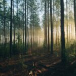Proteger los bosques en la primera línea de la batalla contra el cambio climático | Noticias de Buenaventura, Colombia y el Mundo